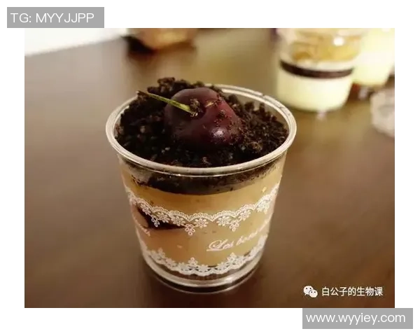 足球布丁的奇妙之旅如何将美味与运动激情完美结合